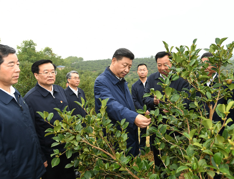 　　9月16日至18日，中共中央總書記、國家主席、中央軍委主席習近平在河南考察。這是17日上午，習近平來到信陽市光山縣槐店鄉(xiāng)司馬光油茶園，實地察看油茶樹種植和掛果情況。新華社記者 謝環(huán)馳 攝